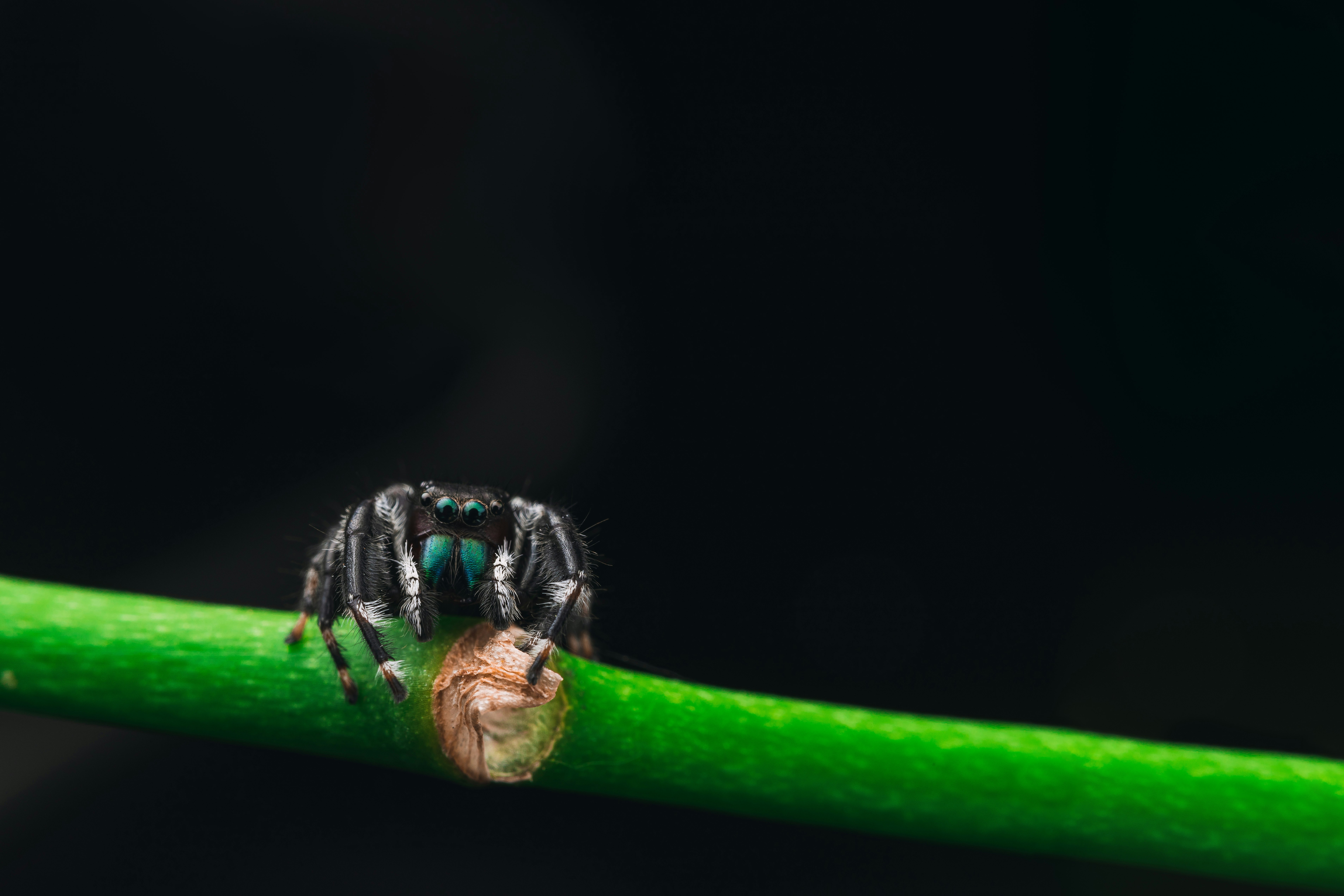 black spider on green stem